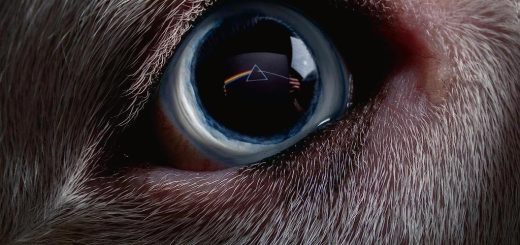 Roger Waters - Dark Side of the Moon - Redux