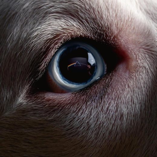 Roger Waters - Dark Side of the Moon - Redux