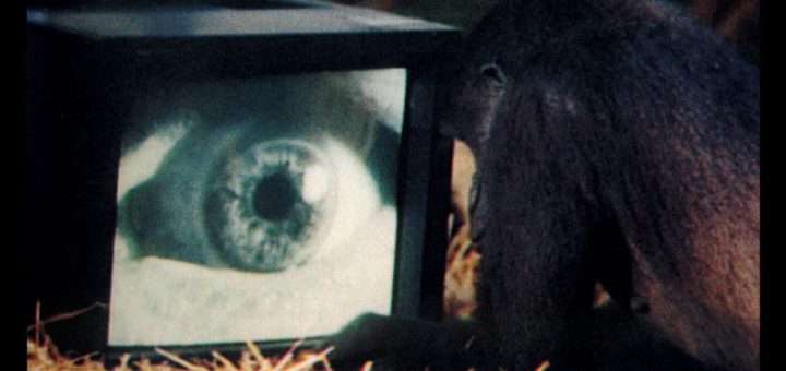 Amused To Death (1992)